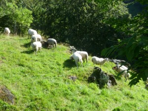 moutons au bord de la Gazelle